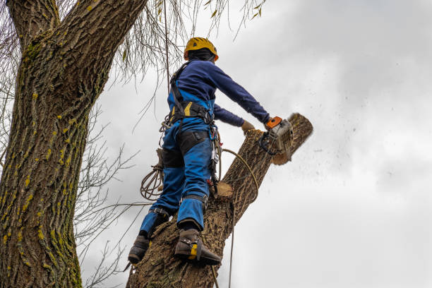 Best Commercial Tree Services  in Nth Plains, OR