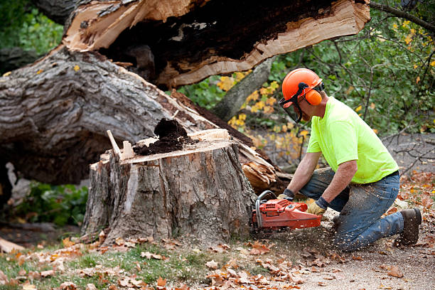 Best Tree Mulching  in Nth Plains, OR